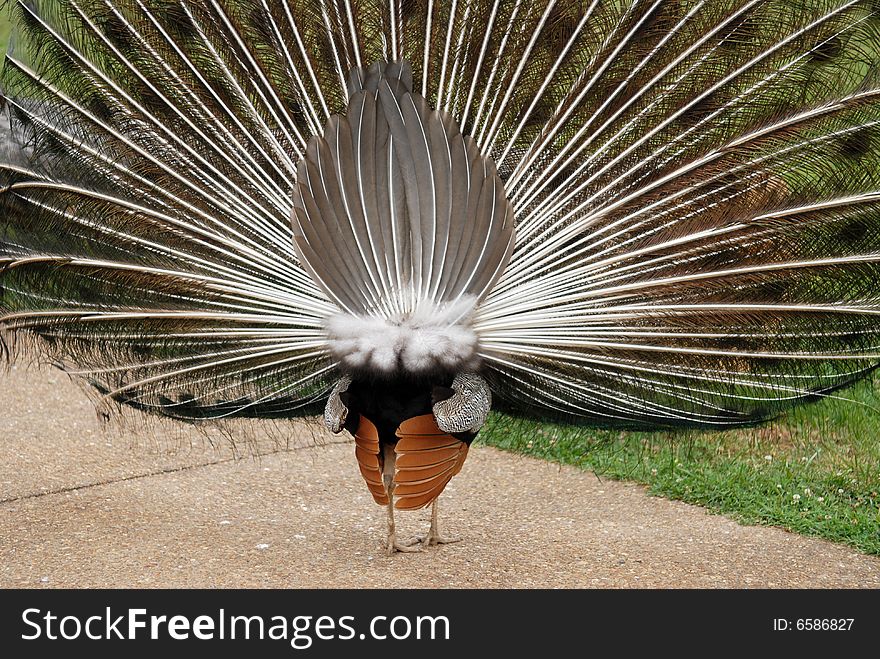 The back side of a peacock with his tail feathers fully fanned. The back side of a peacock with his tail feathers fully fanned.