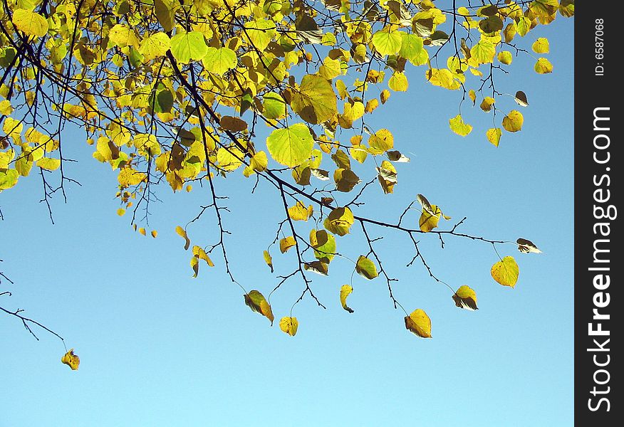 Autumn Trees.