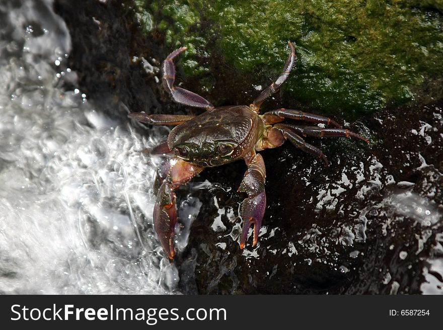 Freshwater crab in a stream