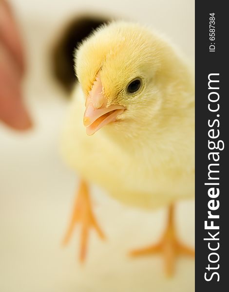 Baby chick looking straight ahead