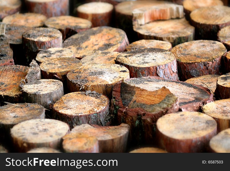 Trunks Of Trees