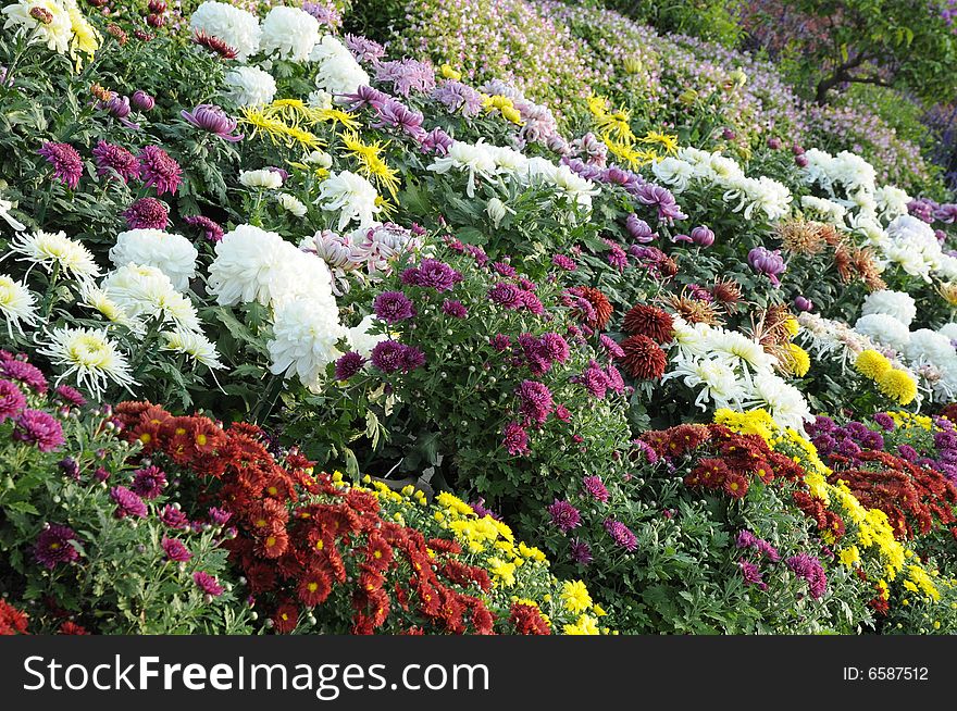 Garden with yellow flower, flower land