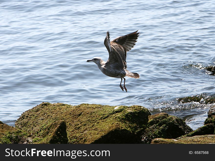 Seagull flying from a moss-covered rock
