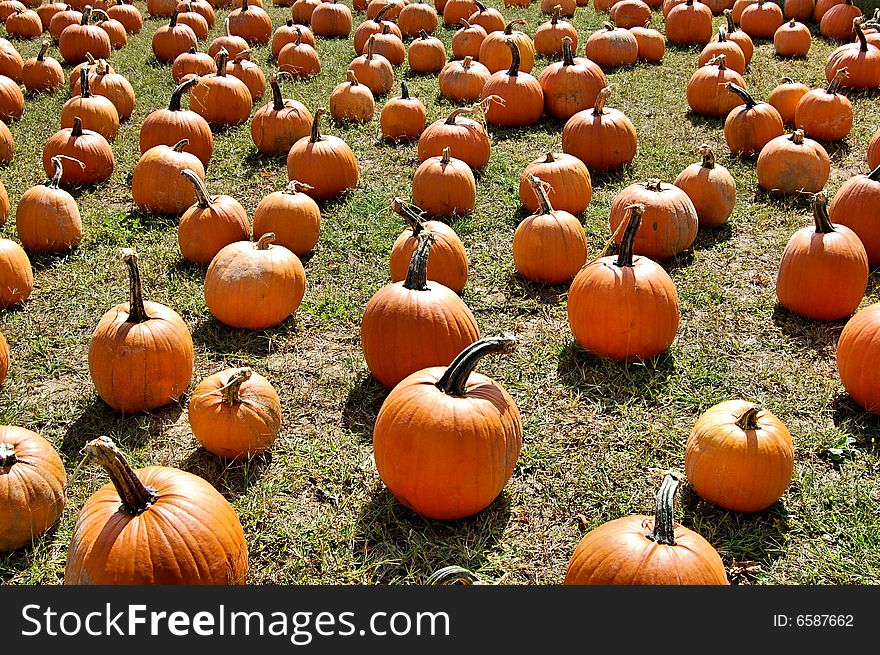 A field full of pumpkins waiting for sale.