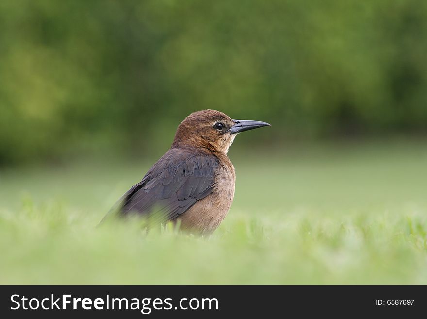 Brown Bird In Grass