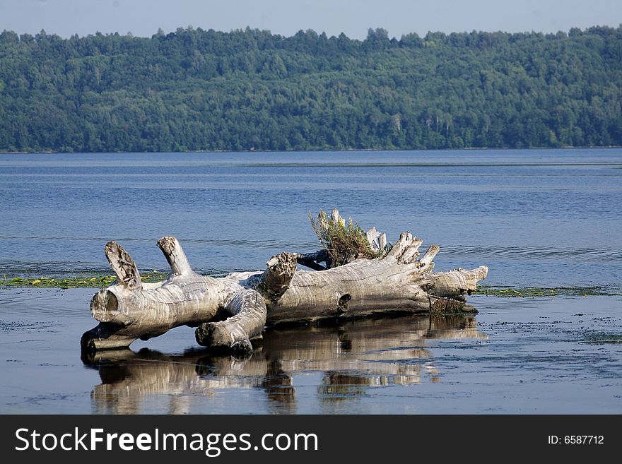 The flooded tree on the river Volga