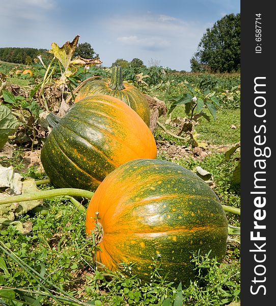 A shot of the fall pumkin harvest. A shot of the fall pumkin harvest.