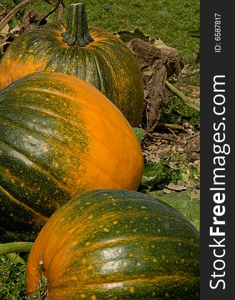 A shot of some pumkins