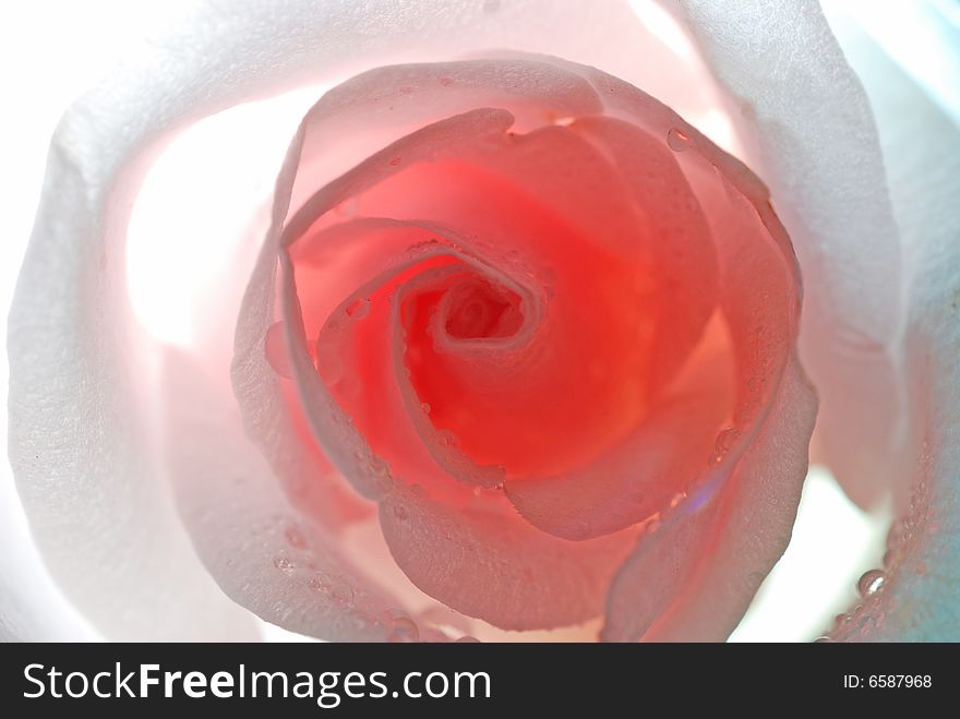 Backlighting macro shot : pink rose with dew
