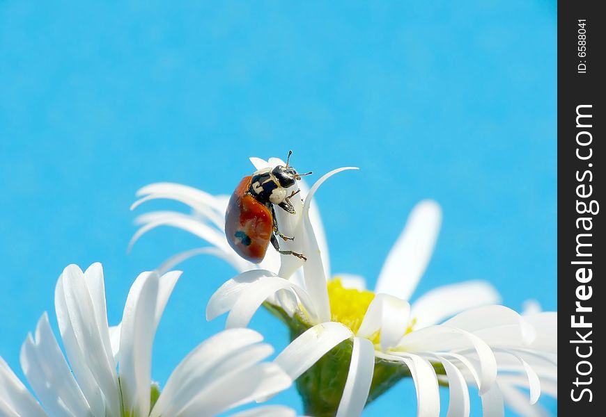 Ladybug on daisy, blue background. Ladybug on daisy, blue background