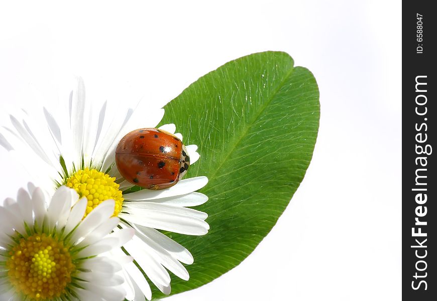 Ladybug on daisy, white background