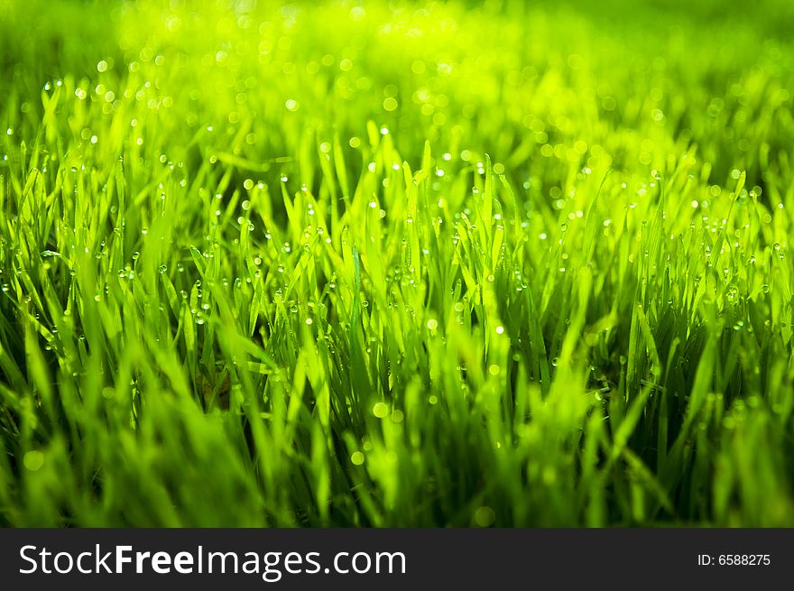 Macro shot of grass and drops