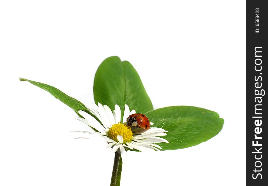 Ladybug on daisy, white background. Ladybug on daisy, white background