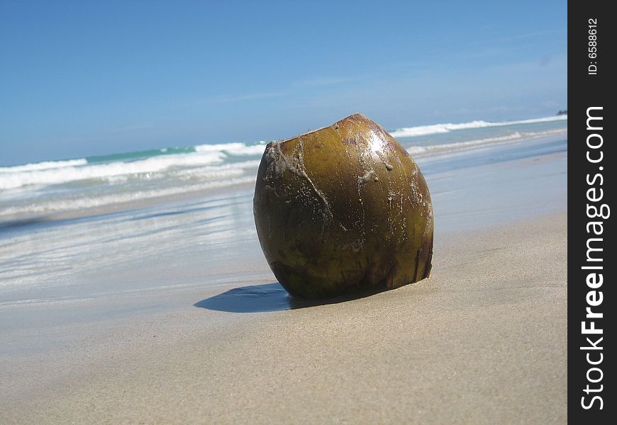 Coconut at the beach. Margarita Island, Venezuela