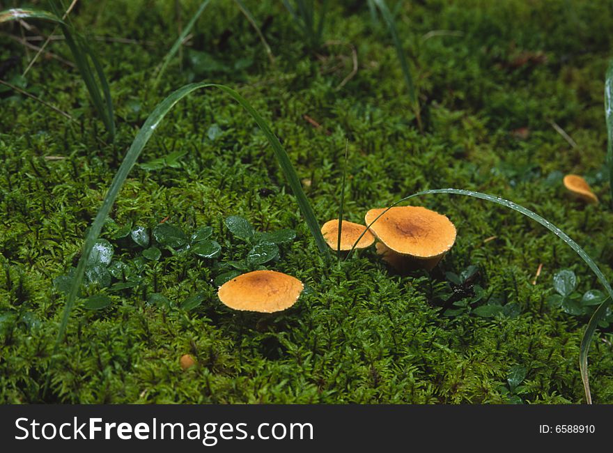 Mushrooms On The Forest Floor In Canadian Rockies