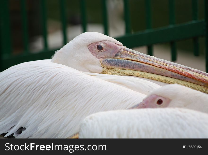 Close up of the resting pelican