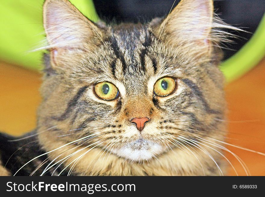 A 6 month young maine coon cat.