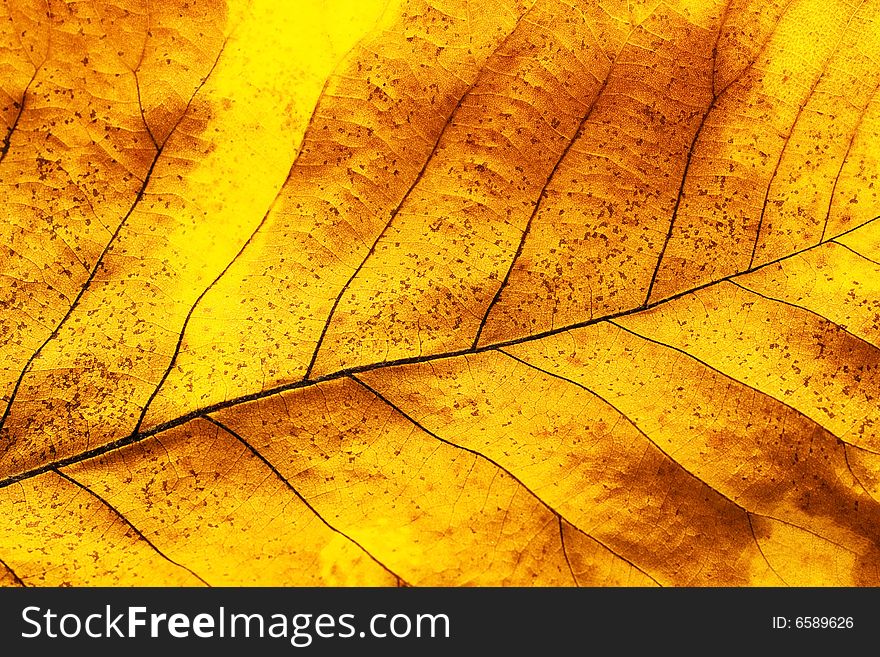 Colorful autumn leaf for background. Colorful autumn leaf for background