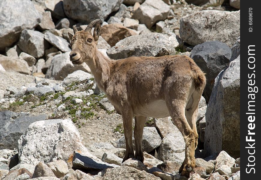 Mountain goat. Caucasus. Kabardino-Balkaria.