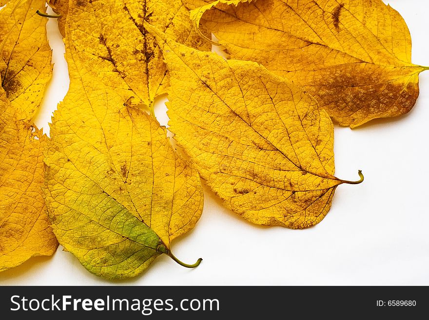 Colorful autumn leaves for background. Colorful autumn leaves for background