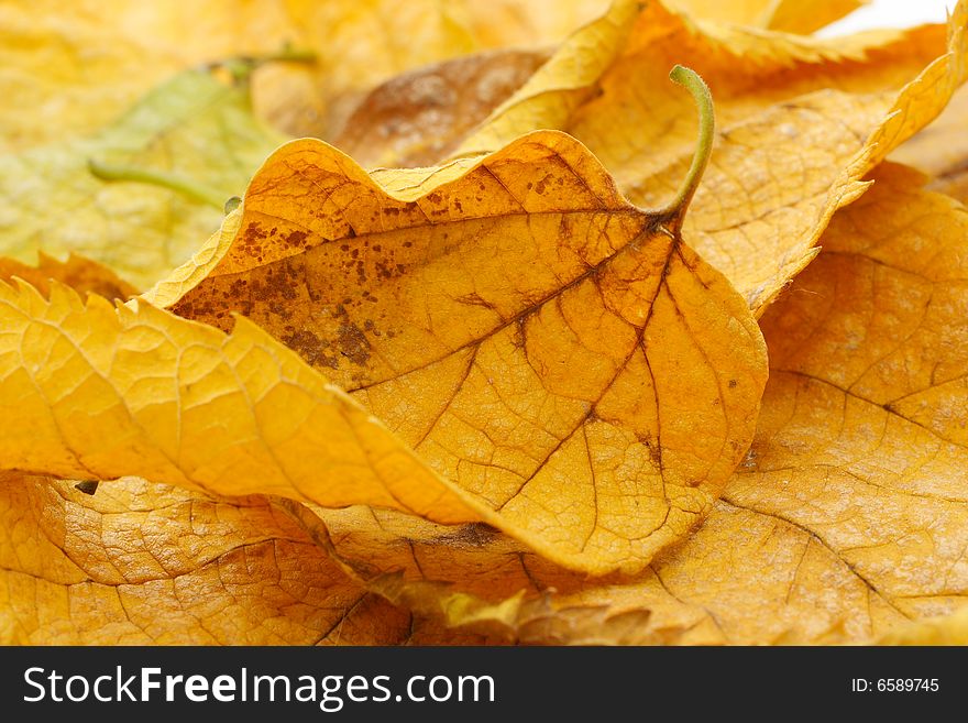 Colorful autumn leaves for background. Colorful autumn leaves for background