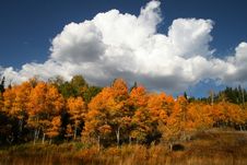 Fall Splender Stock Photos Fall Splender Stock Photos
