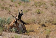 Antelope Resting Royalty Free Stock Photography Antelope Resting Royalty Free Stock Photography