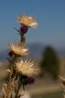 Fall Thistles Stock Photos Fall Thistles Stock Photos