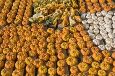 Pumpkin Patch Stock Photo