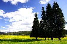 Pure Sky, Pure Meadow (2) Royalty Free Stock Photos