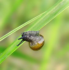 Snail On The Grass. Royalty Free Stock Images