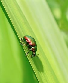 Beetle On The Grass. Stock Photo