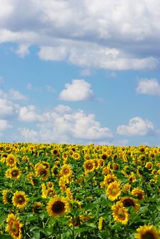 Sunflower Stock Photo Sunflower Stock Photo