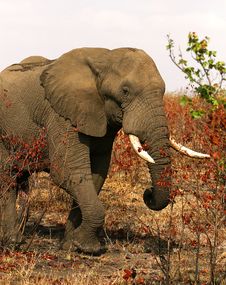 African Elephant On A Sunny Day Stock Image African Elephant On A Sunny Day Stock Image