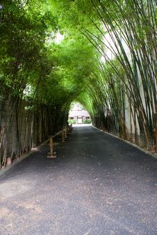Bamboo Corridor Stock Photography