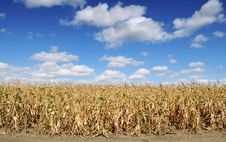 Corn Field Stock Images Corn Field Stock Images