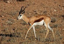 Springbok Antelope (Antidorcas Marsupialis) Stock Photos