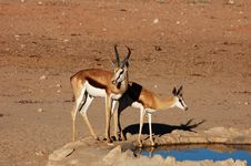 Springbok Antelope (Antidorcas Marsupialis) Stock Photography