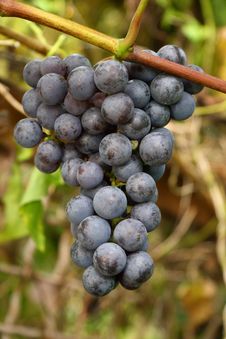 Blue Grapes Ready For Harvest Royalty Free Stock Images Blue Grapes Ready For Harvest Royalty Free Stock Images