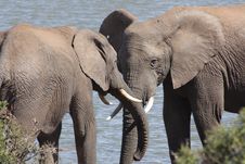 Herd Of Elephants Drinking Royalty Free Stock Photos Herd Of Elephants Drinking Royalty Free Stock Photos