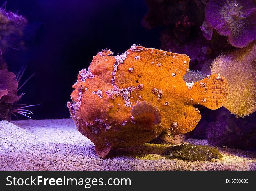 Fish Frogfish. Side view. A shooting place: the Observatory, Eilat, Israel.