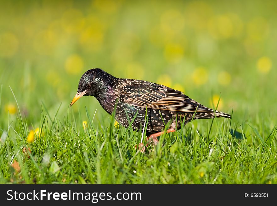 Bird - starling Canon 400D + 400mm 5.6L