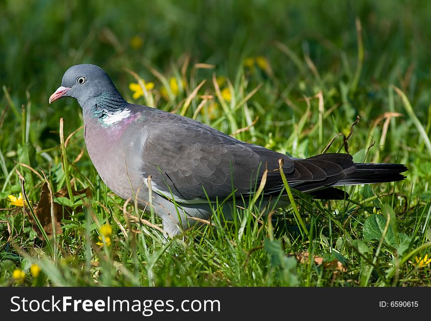 Bird - wood pigeon2