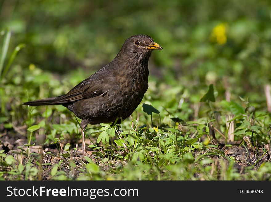 Bird - Blackbird 1