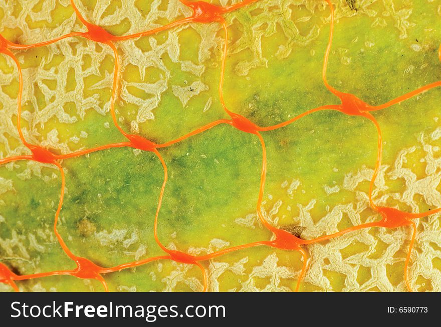 Macro of cantaloupe melon in orange storage net