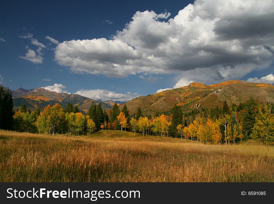 Mountain Meadow in the Fall Showing great colors. Mountain Meadow in the Fall Showing great colors