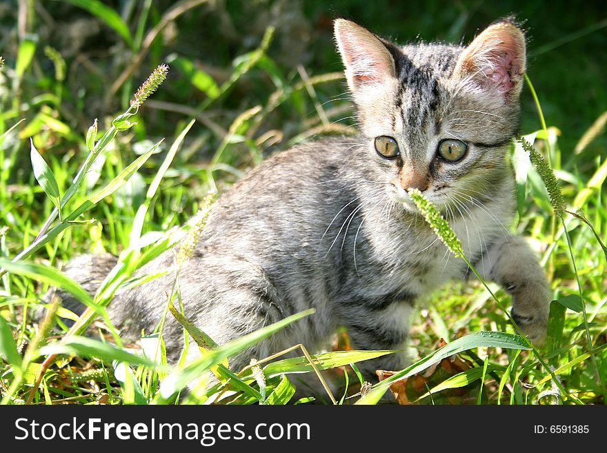 Fluffy little playful cat in grass