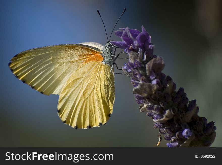Yellow African Butterfly