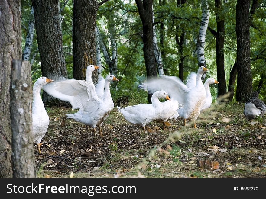 geese. of feed on grass. geese. of feed on grass
