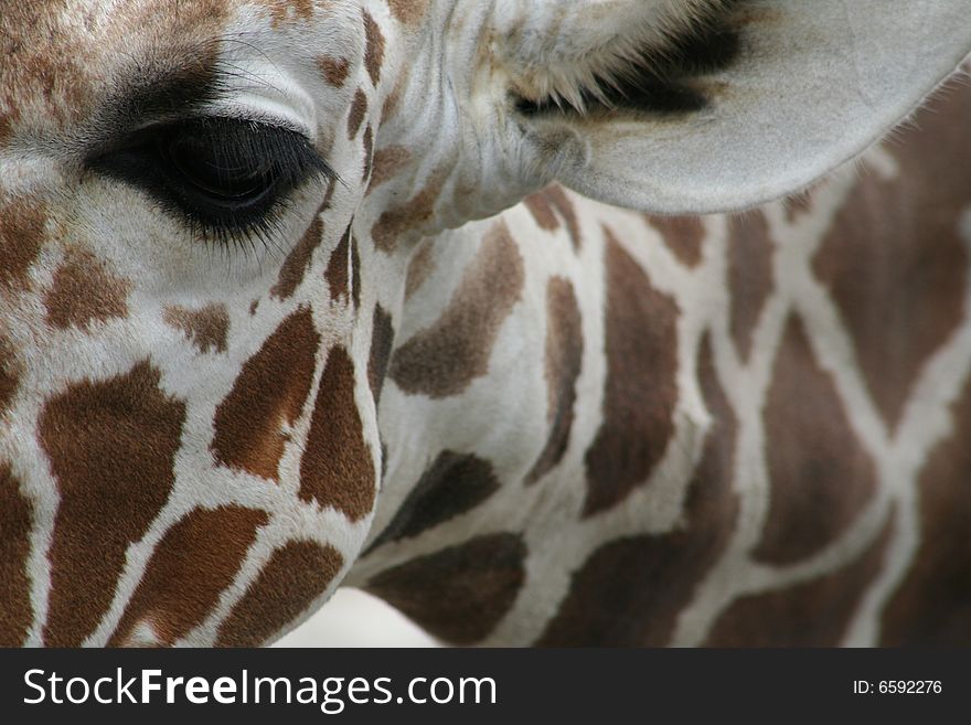 Pretty Girafe watching at me. Pretty Girafe watching at me